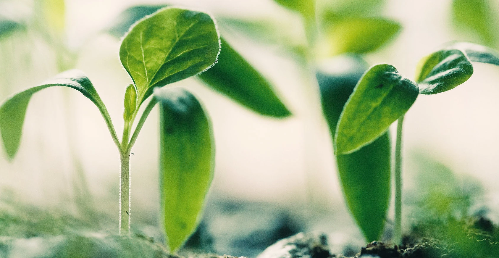 New Growth